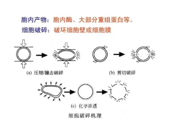 超聲波細胞破碎儀在各行業(yè)的廣泛應用